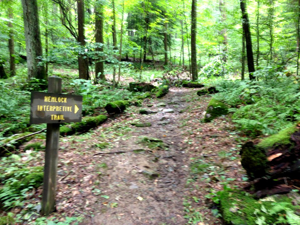 Laurel Hill State Park Hemlock tree Trail