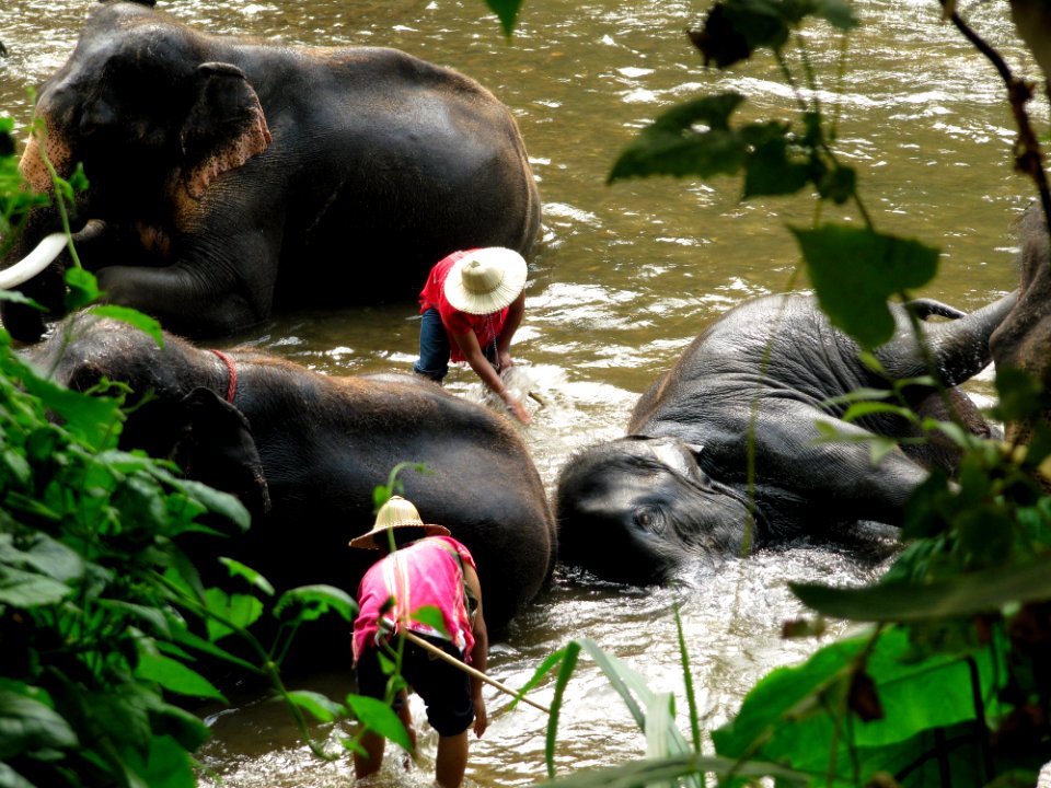Le bain des éléphants 01