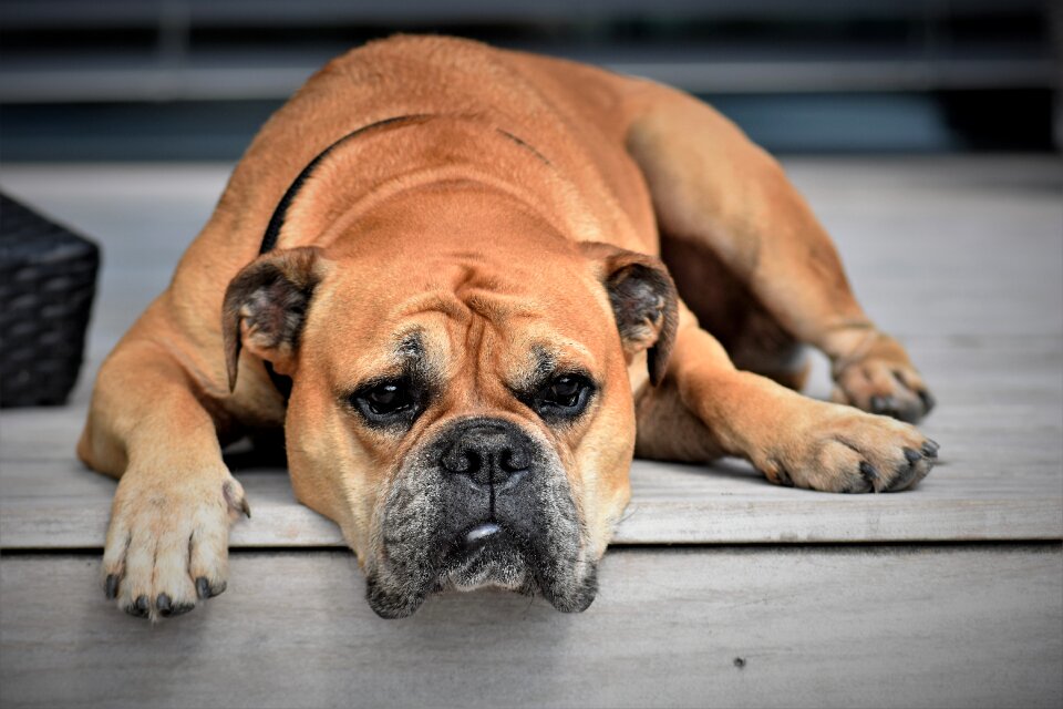 Pet animal portrait lazy