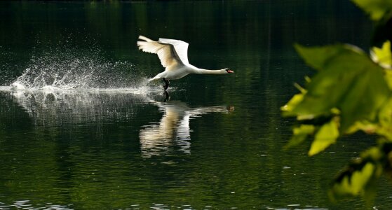 Rivers animals swans photo