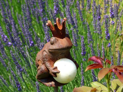 Lavender frog prince purple