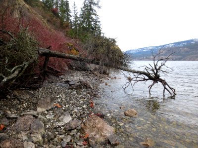 Late Winter Morning overlooking Okanagan Lake at McKinley Landing photo