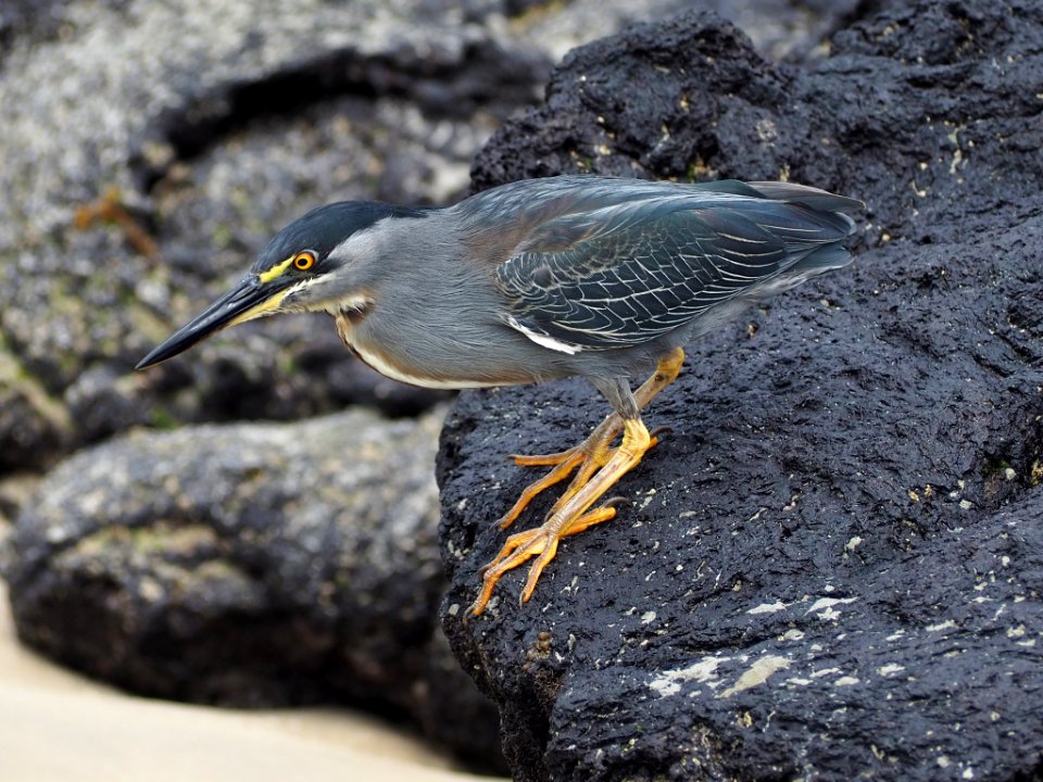 Lava heron Galapagos