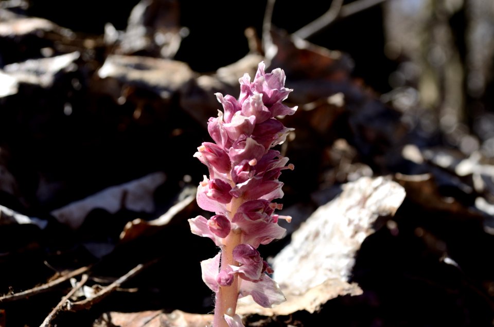Lathraea squamaria Lobau