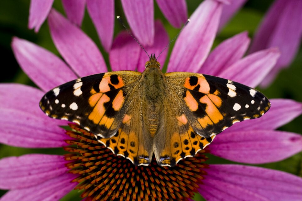 Macro nature spring