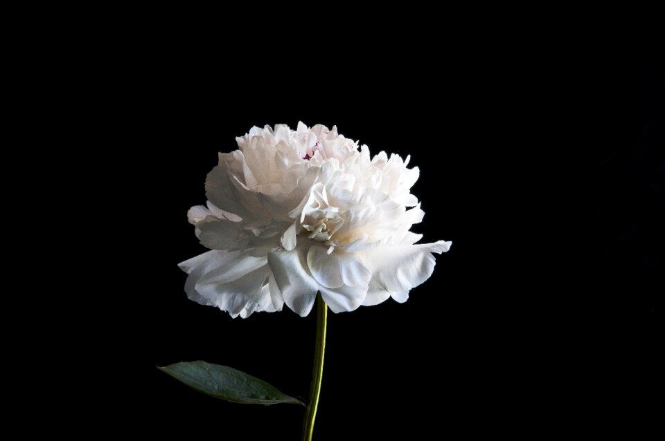 Blossom summer flower