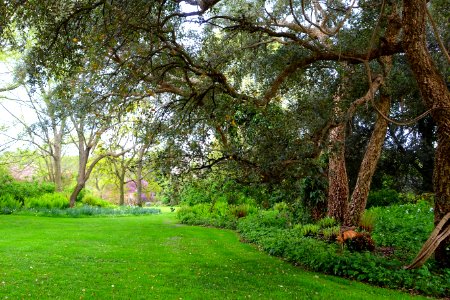 Lawn and cork oaks - Torrecchia Vecchia - Cisterna di Latina, Italy - DSC03276