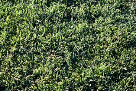 Lawn types - Cynodon Princess - South African tough indigenous droughttolerant Cynodon variety