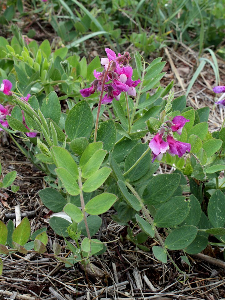 Lathyrus japonicus Kemi, Finland 23.06.2013