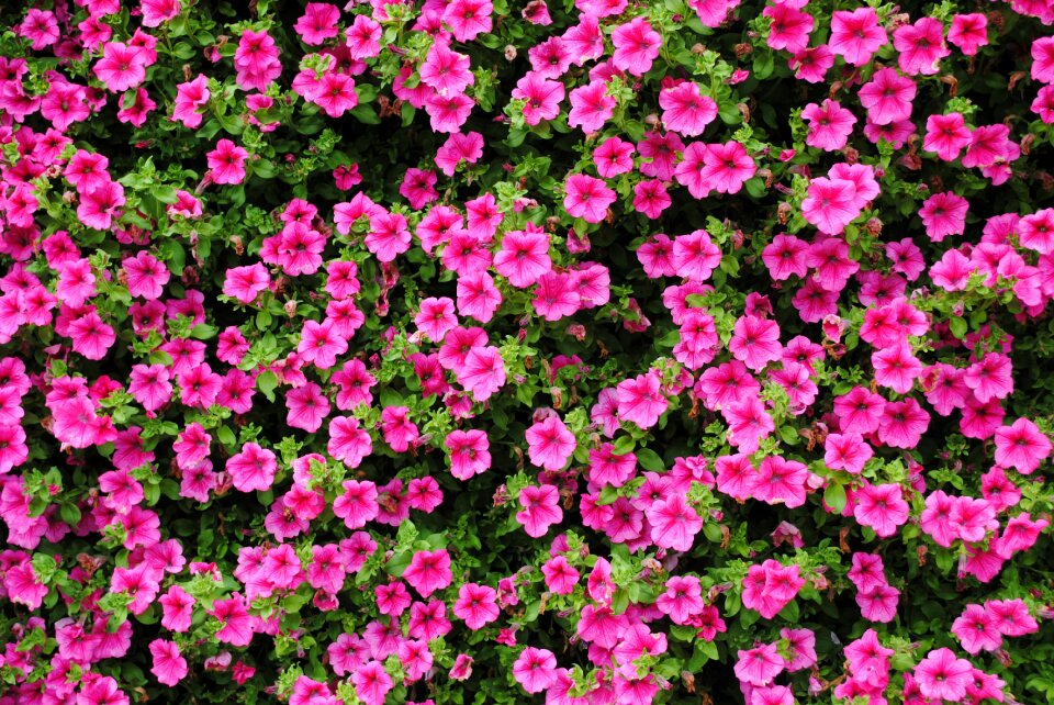 Flower plant purple