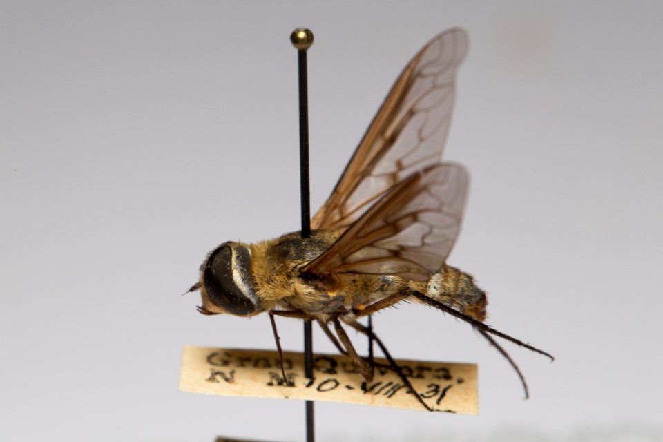 Lateral view of Exoprosopa titubans specimen, CAS Entomology