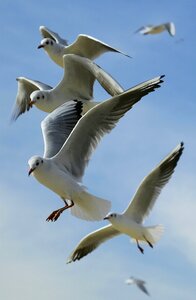 Flying gulls seagulls photo