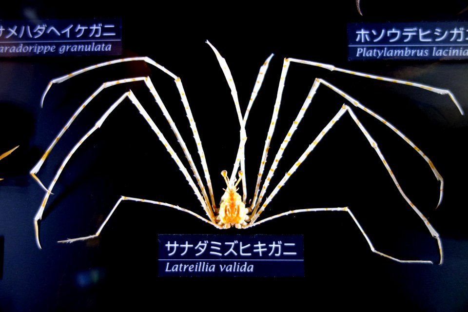Latreillia valida - National Museum of Nature and Science, Tokyo - DSC06762