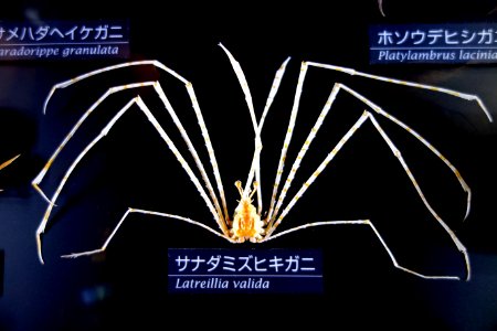 Latreillia valida - National Museum of Nature and Science, Tokyo - DSC06762