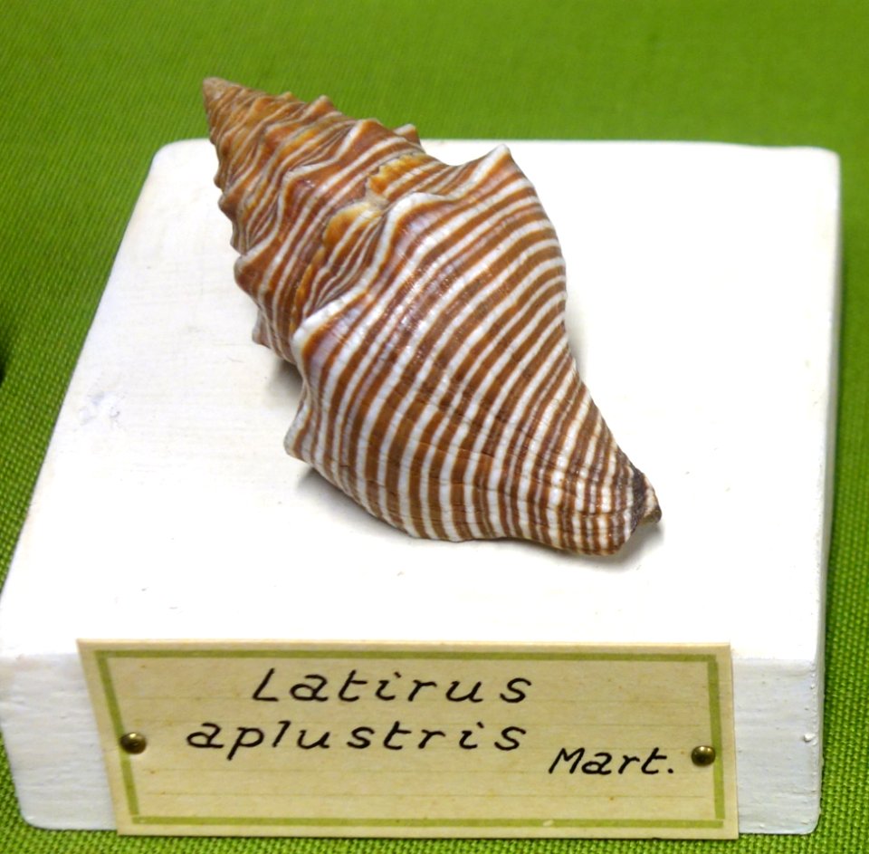 Latirus aplustris - Museo Civico di Storia Naturale Giacomo Doria - Genoa, Italy - DSC03247