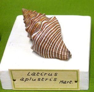 Latirus aplustris - Museo Civico di Storia Naturale Giacomo Doria - Genoa, Italy - DSC03247