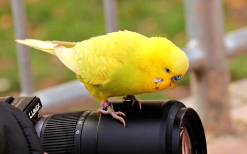 Yellow budgie yellow bird parakeet photo