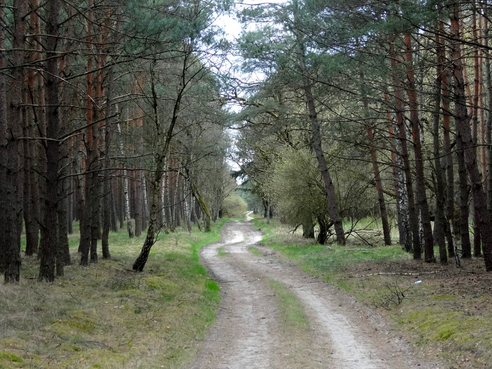 Lazyn droga1 4-2015