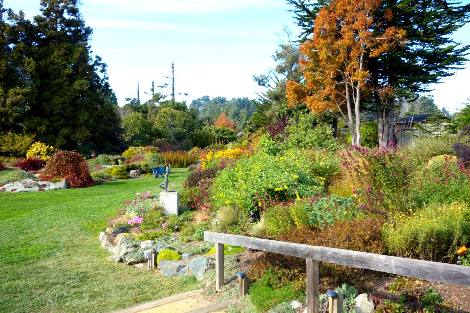 Lawn - Mendocino Coast Botanical Gardens - DSC02001