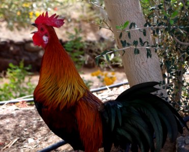 Le coq chante