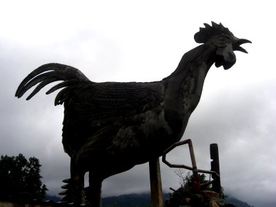 Le coq du village photo