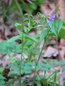 Lathyrus vernus 5777