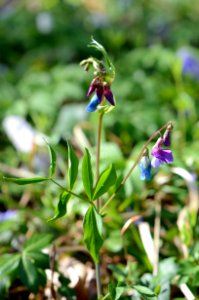 Lathyrus vernus Habit