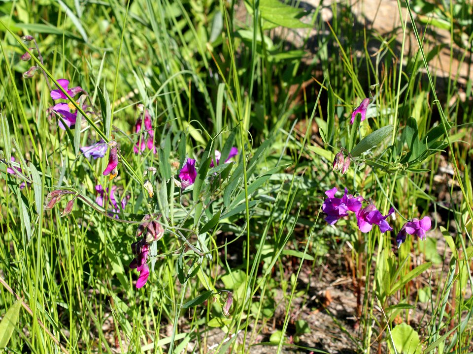 Lathyrus palustris Oulu, Finland 13.06.2013