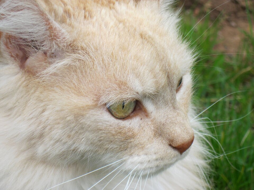 Animal portrait face photo