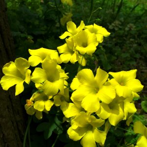 Flowers wild autogenous