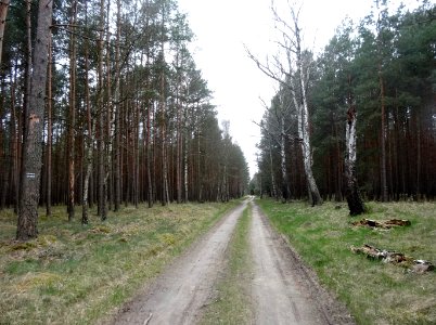 Lazyn droga2 4-2015