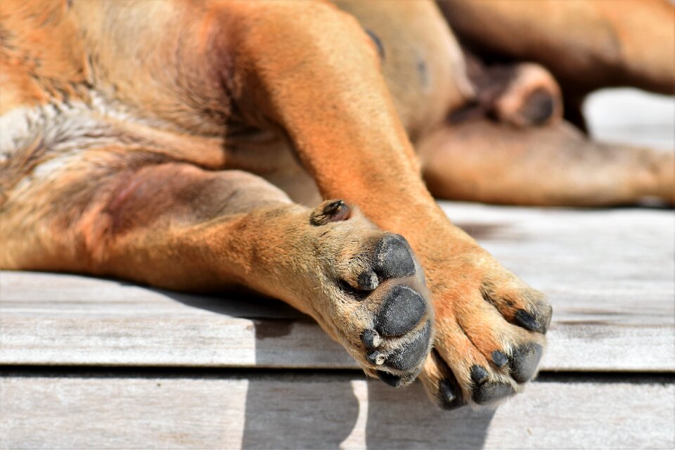 Pet animal portrait sleep photo