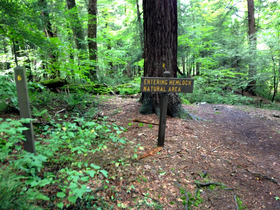 Laurel Hill State Park Hemlock Natural Area