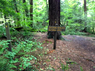 Laurel Hill State Park Hemlock Natural Area