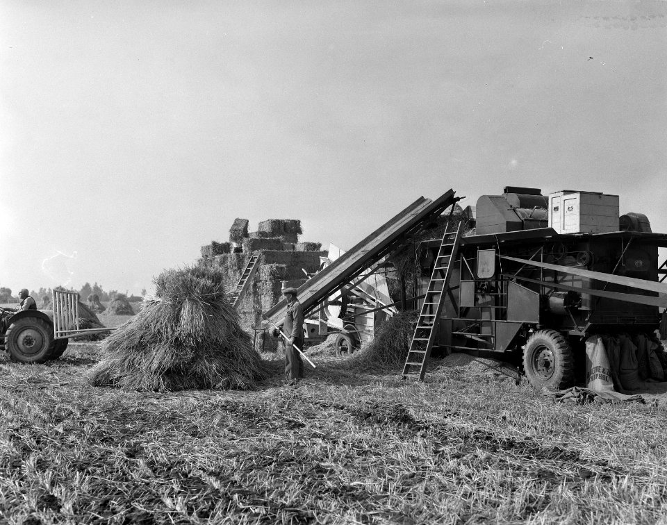 Late tarweoogst in Haarlemmermeer (dorsmachine), Bestanddeelnr 908-0230