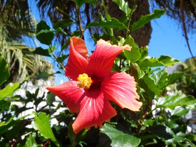 Flower plant buehend