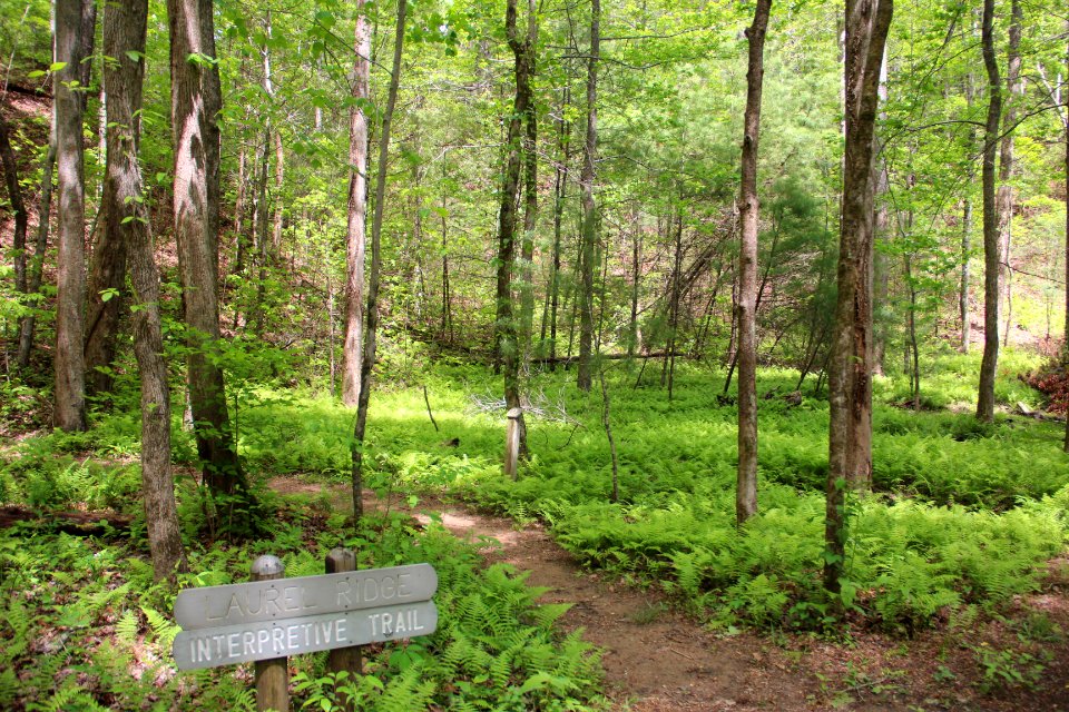 Laurel Ridge interpretive trail, Smithgall Woods Conservation Area April 2017