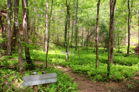 Laurel Ridge interpretive trail, Smithgall Woods Conservation Area April 2017 photo