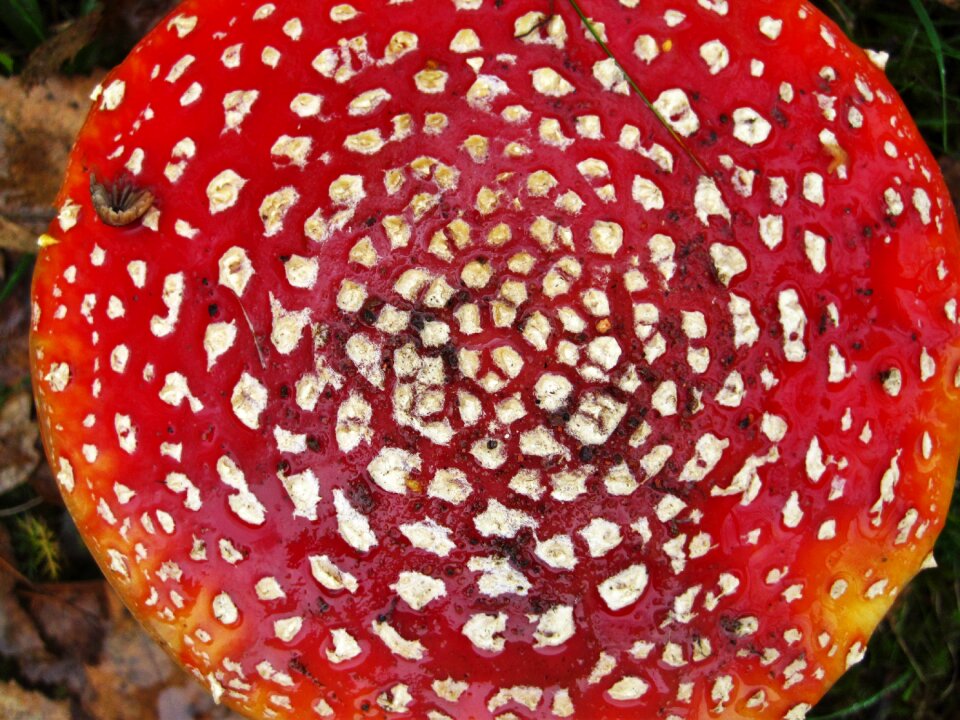 From above lucky guy amanita muscaria