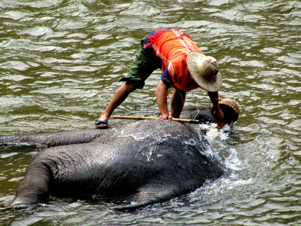 Le bain des éléphants 03