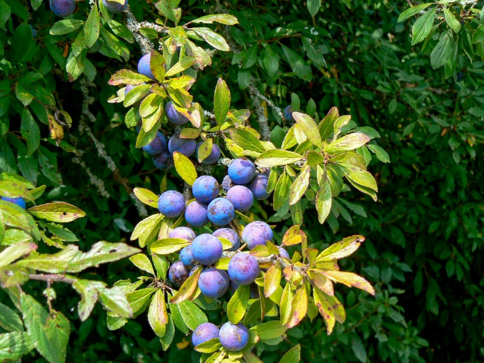 Blueberries forest bush