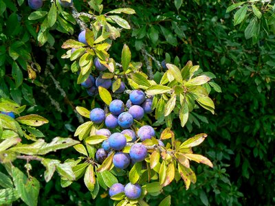 Blueberries forest bush photo