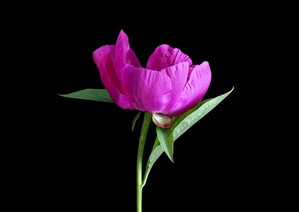Pink floral natural