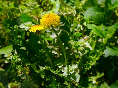 Autogenous yellow otsu park photo