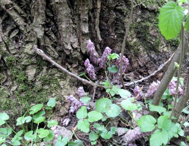Lathraea squamaria an Pappelfuß an der Niedermühle von Bühlertann, Baden-Württemberg, Deutschland - 20110416