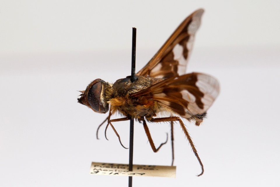 Lateral view of Exoprosopa pueblensis specimen, CAS Entomology