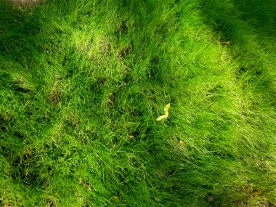 Lawn - Arlington, MA - 20200812 074122