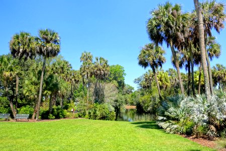 Lawn - Bok Tower Gardens - DSC02256