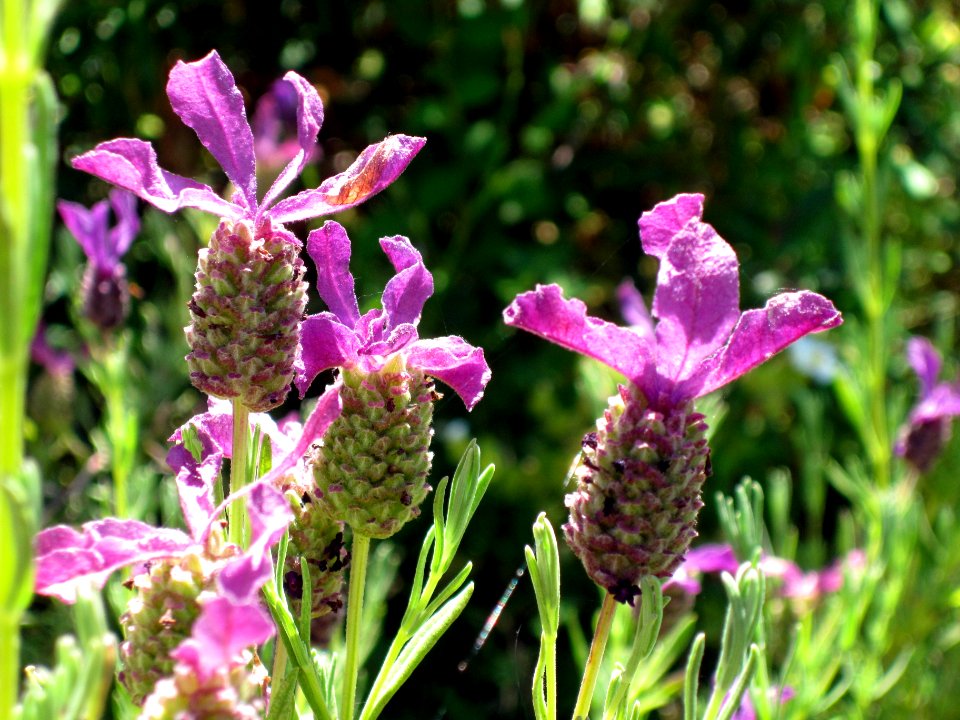 Lavandula stoechas (topped lavender) Corsica, France