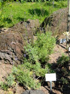 Lavandula buchii - Botanischer Garten, Frankfurt am Main - DSC03153